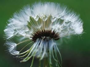 川甘蒲公英 川甘蒲公英