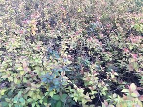 長蕊繡線菊細葉變種 長蕊繡線菊細葉變種