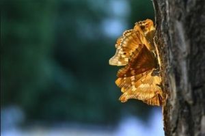 最美紫蛺蝶 最美紫蛺蝶