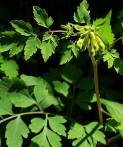 中旬黃堇 中旬黃堇