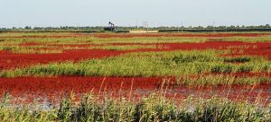 黃河口濕地生態園 