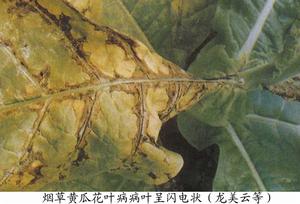 菸草黃瓜花葉病