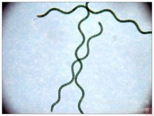 廣州鏈膝藻 廣州鏈膝藻