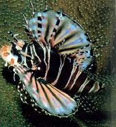 短須獅子魚 短須獅子魚