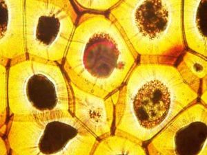 次生胞間連絲 次生胞間連絲