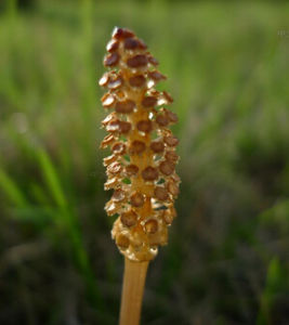 楔葉亞門 楔葉亞門