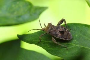 瘤緣椿象 瘤緣椿象