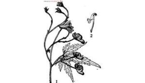 展毛川鄂烏頭 展毛川鄂烏頭