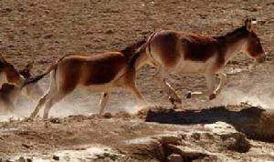 保護區內奔跑的藏野驢