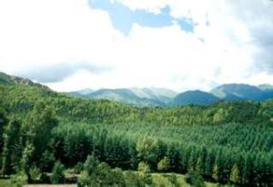 西北河崖村 西北河崖村