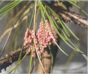 馬尾松毛蟲（卵）