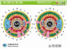 虹膜反射圖 虹膜反射圖
