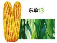 東單13號 東單13號