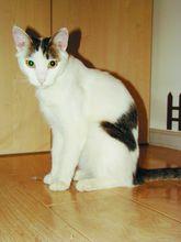 奶牛貓中華田園貓中的萌貓