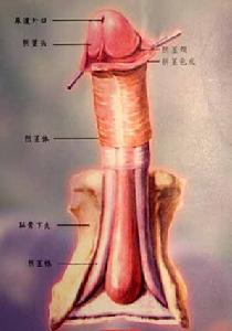 隱匿性陰莖 隱匿性陰莖