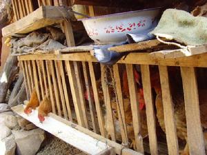 克昌下村發展重點－家禽養殖