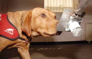 癌症探測犬 癌症探測犬