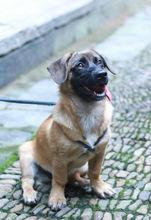 旺財[綜藝《咱們穿越吧》中的寵物狗]