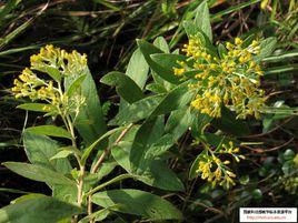 羊耳菊[桔梗目菊科植物]