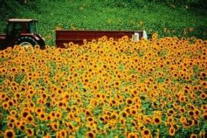 向日葵族[植物分類]