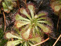 小毛氈苔 小毛氈苔