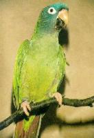 藍冠錐尾鸚鵡