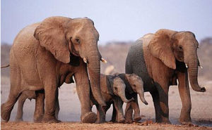 非洲大象 非洲大象