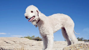 羅史卑利犬 羅史卑利犬