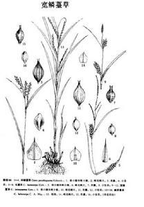 寬鱗薹草 寬鱗薹草