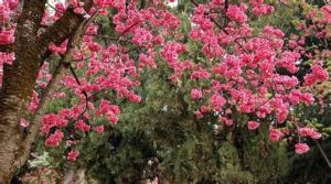 東北山櫻 東北山櫻