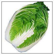 山東大白菜 山東大白菜