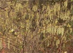 具梗旌節花 具梗旌節花