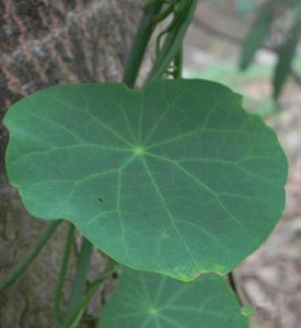 短梗地不容 短梗地不容