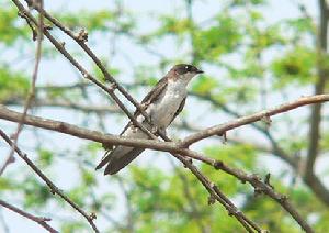 秘魯樹燕 秘魯樹燕