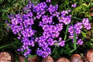 直立美女櫻 直立美女櫻