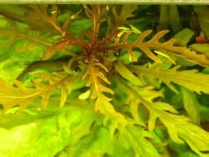 鋸齒葉墊柳 鋸齒葉墊柳