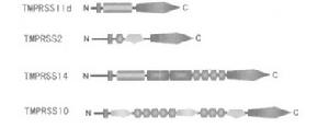 TMPRSSs TMPRSSs
