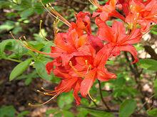 斯佩吉奧蘇杜鵑