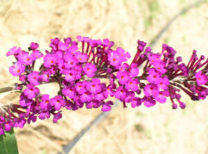 額河木蓼 額河木蓼