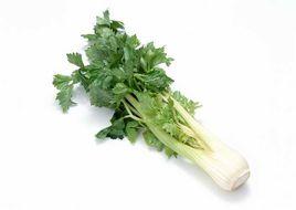 芹菜海兔 芹菜海兔