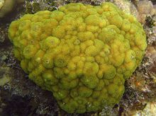 芥末濱珊瑚 芥末濱珊瑚