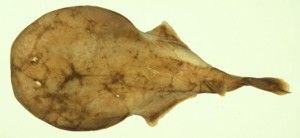 堅頜電鰩科 堅頜電鰩科