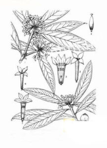 山辣子皮 山辣子皮