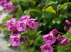 愛氏馬先蒿 愛氏馬先蒿