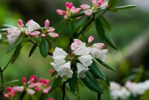 招展杜鵑 招展杜鵑