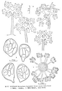 葉背叉絲殼 葉背叉絲殼