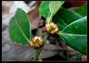 遂昌冬青 遂昌冬青