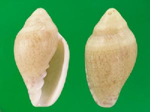 亮胡椒穀米螺 亮胡椒穀米螺