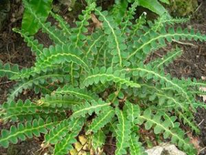 俅江鐵角蕨 俅江鐵角蕨