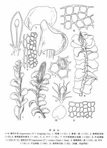 黎氏葉苔 黎氏葉苔